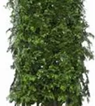 Chinesisches Rotholz - Metasequoia glyptostroboides