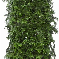 Metasequoia glyptostroboides, Heckenelement 200-