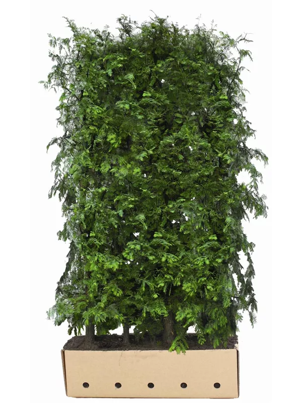 Chinesisches Rotholz - Metasequoia glyptostroboides