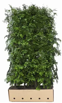 Chinesisches Rotholz - Metasequoia glyptostroboides
