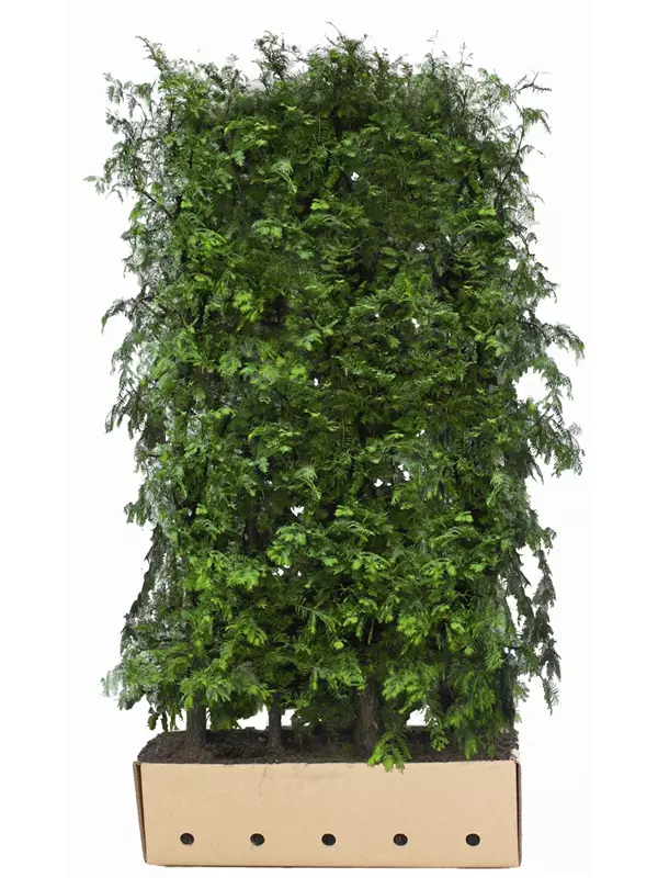 Chinesisches Rotholz - Metasequoia glyptostroboides