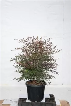 Heiliger Bambus - Nandina domestica