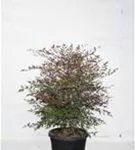 Heiliger Bambus - Nandina domestica