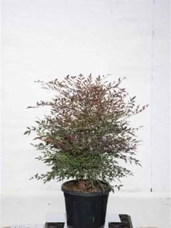 Heiliger Bambus - Nandina domestica