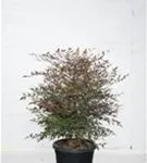 Heiliger Bambus - Nandina domestica