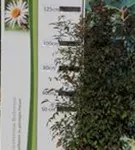 Heiliger Bambus - Nandina domestica