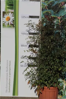 Heiliger Bambus - Nandina domestica