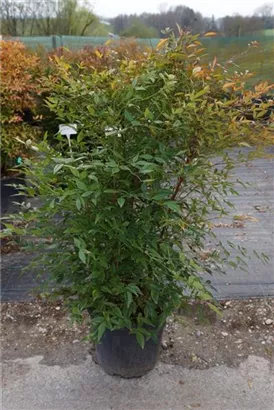 Heiliger Bambus - Nandina domestica