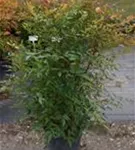 Heiliger Bambus - Nandina domestica