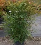 Heiliger Bambus - Nandina domestica