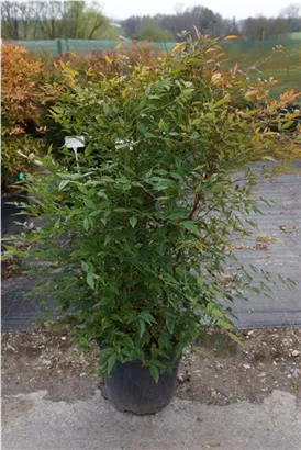 Heiliger Bambus - Nandina domestica