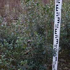 Osmanthus burkwoodii - Heckenpflanzen, MB 80- 100