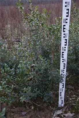 Burkwoods Duftblüte - Osmanthus burkwoodii - Heckenpflanzen Burkwoods Duftblüte - Osmanthus burkwoodii - Heckenpflanzen