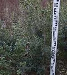 Burkwoods Duftblüte - Osmanthus burkwoodii - Heckenpflanzen