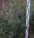 Burkwoods Duftblüte - Osmanthus burkwoodii - Heckenpflanzen