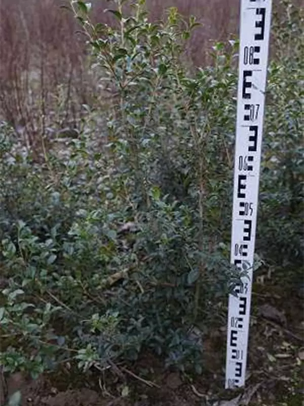 Burkwoods Duftblüte - Osmanthus burkwoodii - Heckenpflanzen