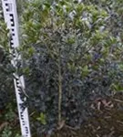 Stachelblättrige Duftblüte - Osmanthus heterophyllus - Ziergehölze