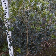 Osmanthus heterophyllus - Ziergehölze, mB 60- 80
