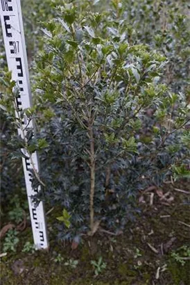 Stachelblättrige Duftblüte - Osmanthus heterophyllus - Ziergehölze