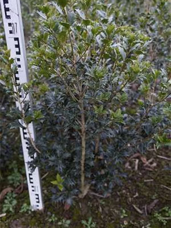 Stachelblättrige Duftblüte - Osmanthus heterophyllus - Ziergehölze