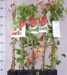 Wilder Wein - Parthenocissus quinquefolia