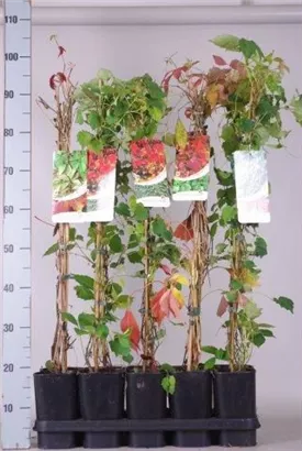 Wilder Wein - Parthenocissus quinquefolia