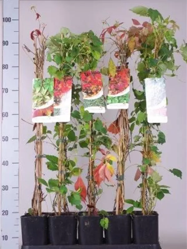 Wilder Wein - Parthenocissus quinquefolia