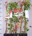 Wilder Wein - Parthenocissus quinquefolia