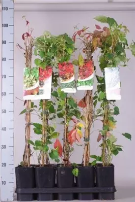 Wilder Wein - Parthenocissus quinquefolia