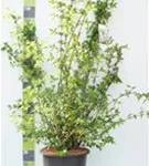 Duftend.Bauernjasmin - Philadelphus coronarius