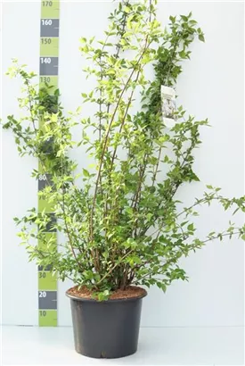 Duftend.Bauernjasmin - Philadelphus coronarius