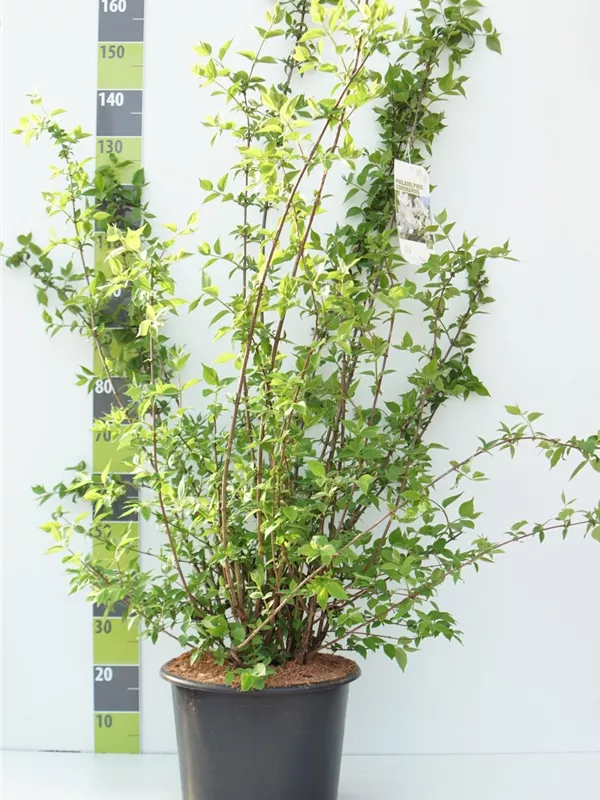 Duftend.Bauernjasmin - Philadelphus coronarius