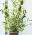 Duftend.Bauernjasmin - Philadelphus coronarius