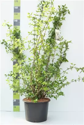 Duftend.Bauernjasmin - Philadelphus coronarius