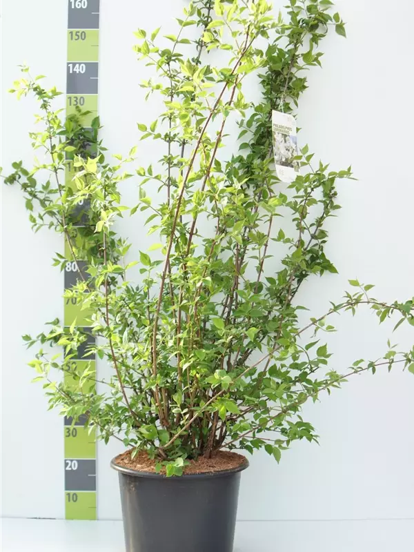 Duftend.Bauernjasmin - Philadelphus coronarius