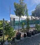 Glanzmispel 'Red Robin' - Photinia fraseri 'Red Robin' - Formgehölze Glanzmispel 'Red Robin' - Photinia fraseri 'Red Robin' - Formgehölze