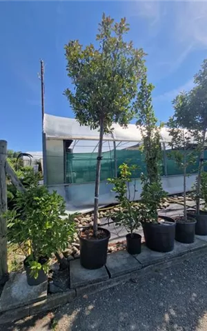 Photinia fraseri 'Red Robin' - Formgehölze