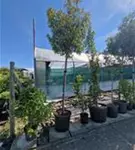 Glanzmispel 'Red Robin' - Photinia fraseri 'Red Robin' - Heckenpflanzen