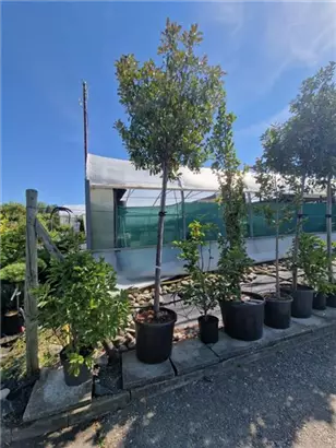 Glanzmispel 'Red Robin' - Photinia fraseri 'Red Robin' - Heckenpflanzen