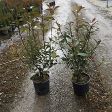 Photinia fraseri 'Red Robin' - Heckenpflanzen, C 10 100- 125