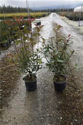 Glanzmispel 'Red Robin' - Photinia fraseri 'Red Robin' - Heckenpflanzen