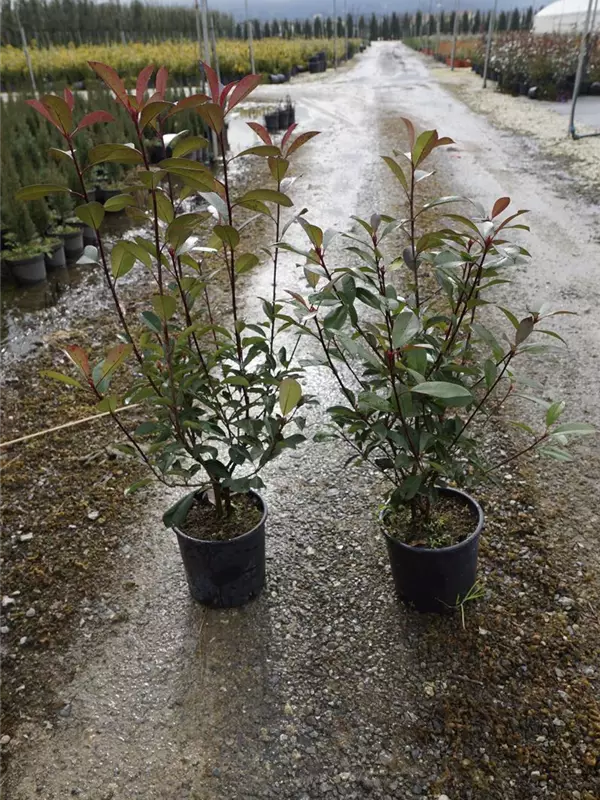Glanzmispel 'Red Robin' - Photinia fraseri 'Red Robin' - Heckenpflanzen