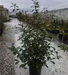 Glanzmispel 'Red Robin' - Photinia fraseri 'Red Robin' - Heckenpflanzen