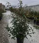 Glanzmispel 'Red Robin' - Photinia fraseri 'Red Robin' - Heckenpflanzen