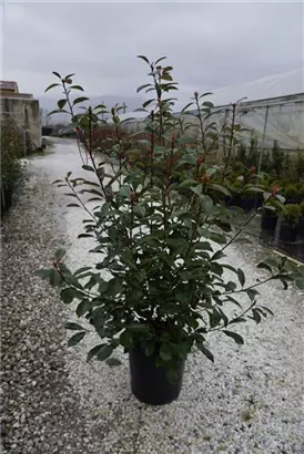 Glanzmispel 'Red Robin' - Photinia fraseri 'Red Robin' - Heckenpflanzen