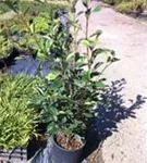 Glanzmispel 'Red Robin' - Photinia fraseri 'Red Robin' - Heckenpflanzen