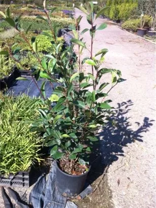 Glanzmispel 'Red Robin' - Photinia fraseri 'Red Robin' - Heckenpflanzen
