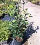 Glanzmispel 'Red Robin' - Photinia fraseri 'Red Robin' - Heckenpflanzen