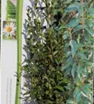 Glanzmispel 'Red Robin' - Photinia fraseri 'Red Robin' - Heckenpflanzen