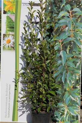 Glanzmispel 'Red Robin' - Photinia fraseri 'Red Robin' - Heckenpflanzen